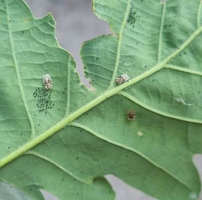 Oak lace bug