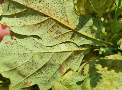 Sietnička dubov&aacute;