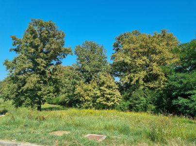 Sietnička dubov&aacute;