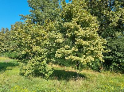 Sietnička dubov&aacute;