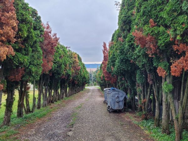 Cypress jewel beetle