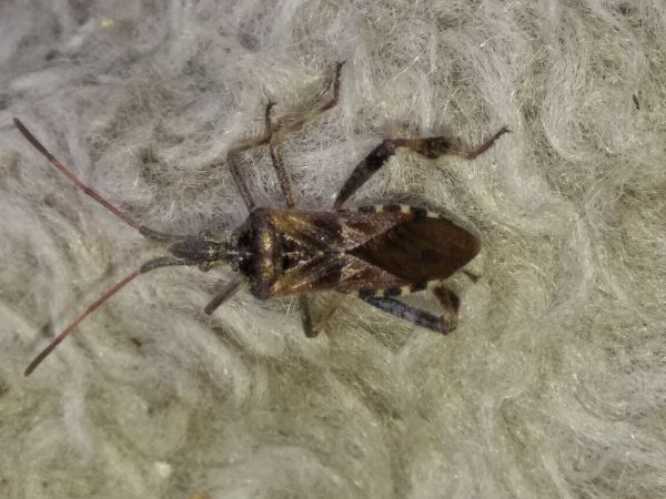 Western conifer seed bug