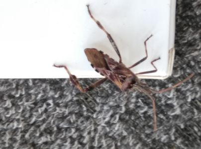 Obrubnica americk&aacute;