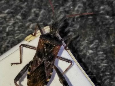 Obrubnica americk&aacute;