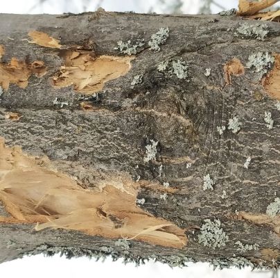 A - nejednoznačne určen&yacute;, nie sme si ist&iacute;