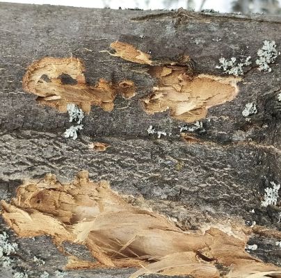 A - nejednoznačne určen&yacute;, nie sme si ist&iacute;