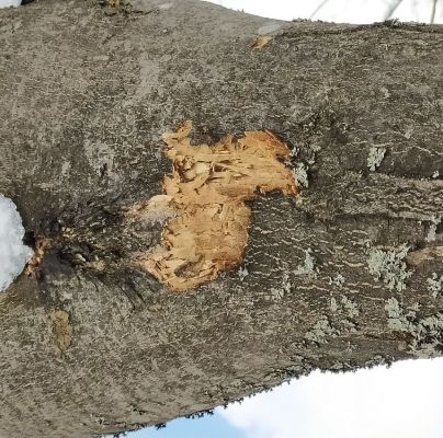 A - nejednoznačne určen&yacute;, nie sme si ist&iacute;