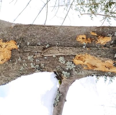 A - nejednoznačne určen&yacute;, nie sme si ist&iacute;