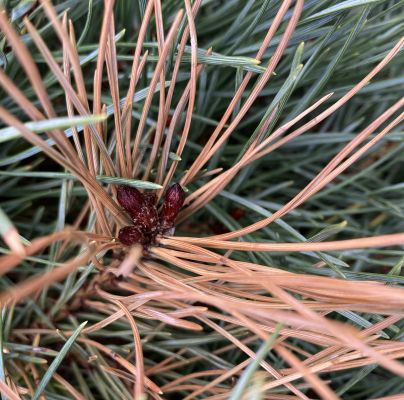 A - nejednoznačne určen&yacute;, nie sme si ist&iacute;