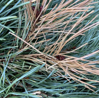 A - nejednoznačne určen&yacute;, nie sme si ist&iacute;