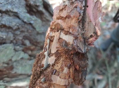 Lykožr&uacute;t smrekovcov&yacute;