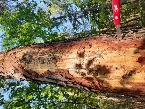 Large larch bark beetle