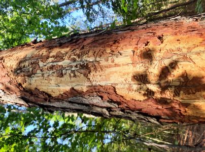 Lykožr&uacute;t smrekovcov&yacute;