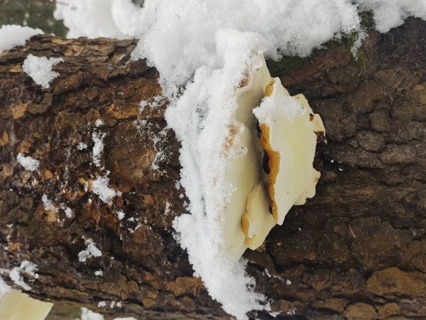 Red banded polypore