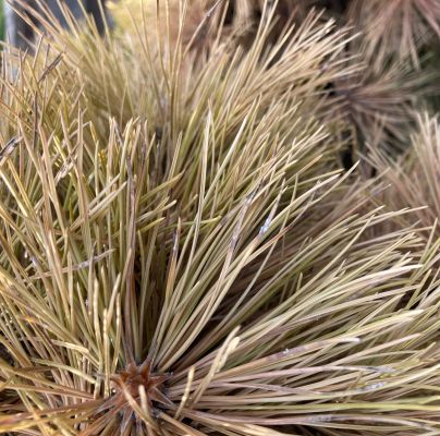 A - nejednoznačne určen&yacute;, nie sme si ist&iacute;