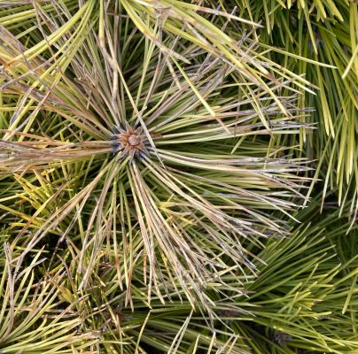 A - nejednoznačne určen&yacute;, nie sme si ist&iacute;