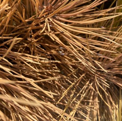 A - nejednoznačne určen&yacute;, nie sme si ist&iacute;