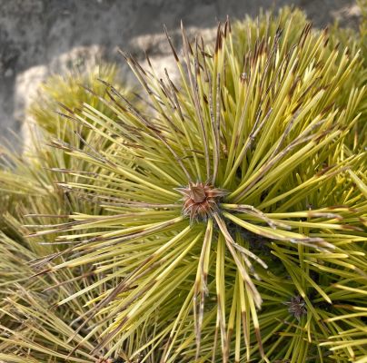 A - nejednoznačne určen&yacute;, nie sme si ist&iacute;