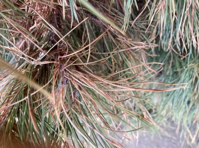 Pyknidovka beľov&aacute;