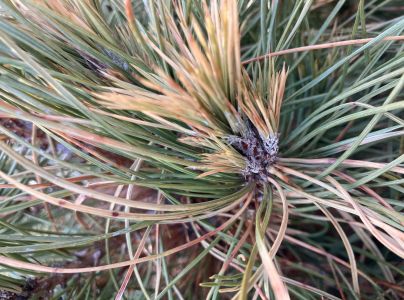 Pyknidovka beľov&aacute;