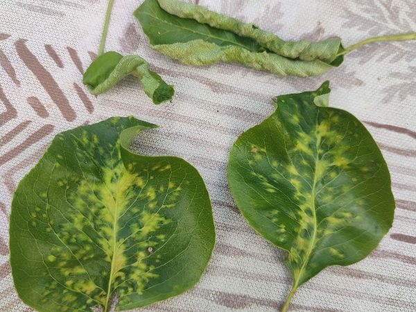 Pear leaf blister mite