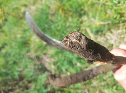 Drobn&eacute; hlodavce