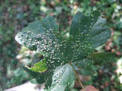 Vlnovn&iacute;k Murrayov