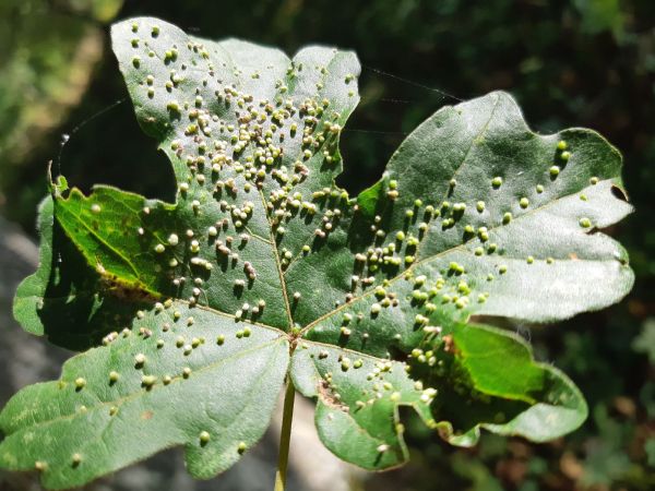Gall mite Aceria myriadeum