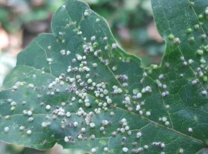 Vlnovn&iacute;k Murrayov