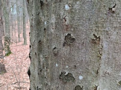 Lykožr&uacute;t bukov&yacute;