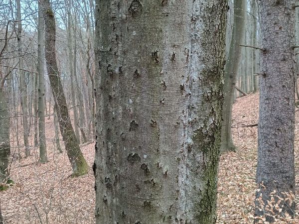 Beech bark beetle