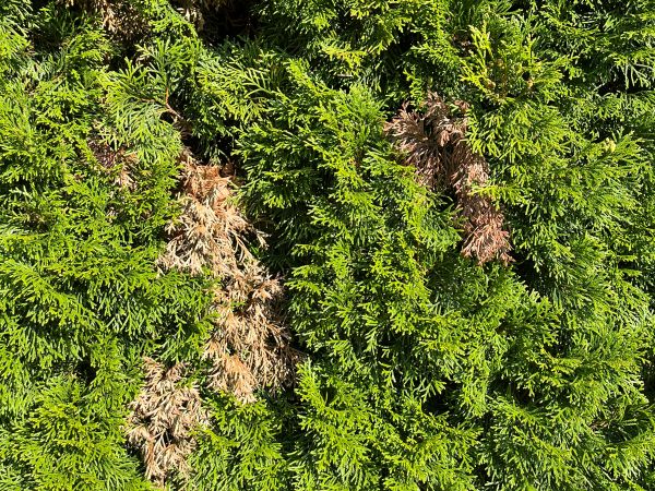 Cypress jewel beetle