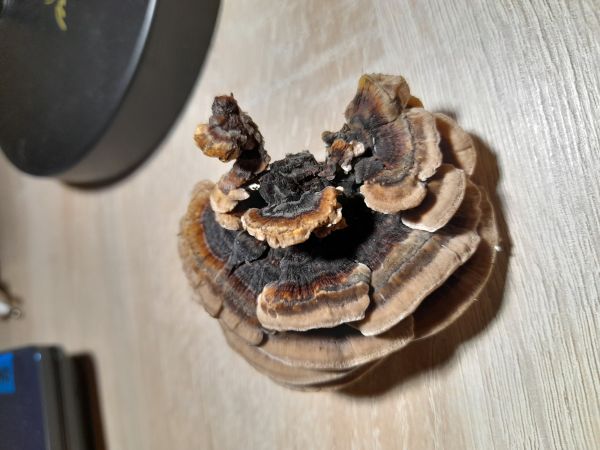 Turkey tail