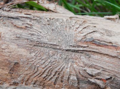 Podk&ocirc;rniky Scolytus na breste