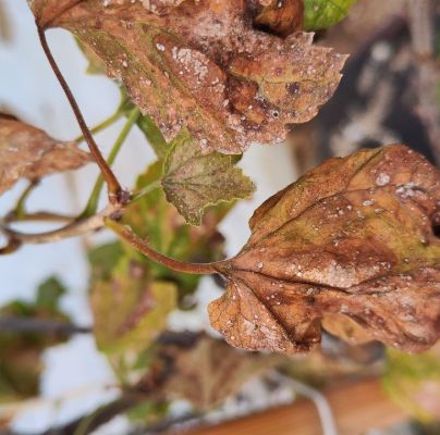 A - nejednoznačne určen&yacute;, nie sme si ist&iacute;