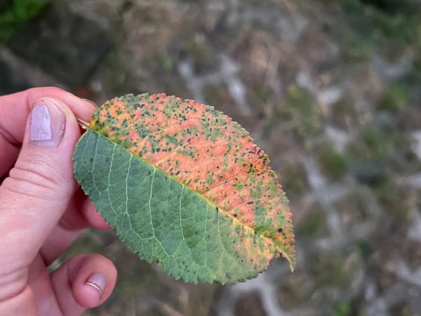Cherry leaf spot 