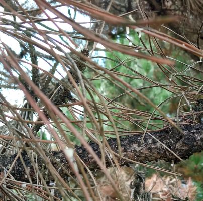 Lophodermium pinastri 