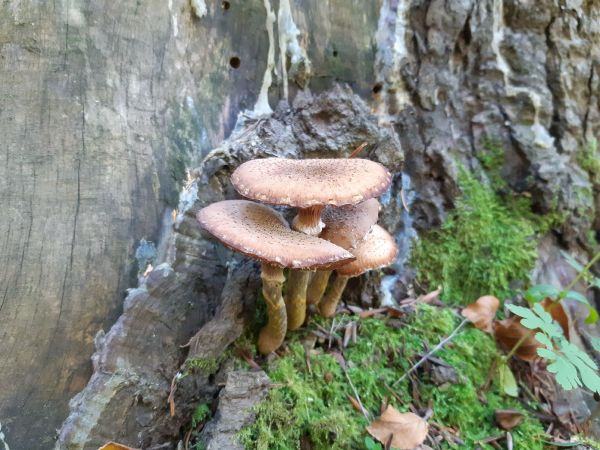Dark honey fungus