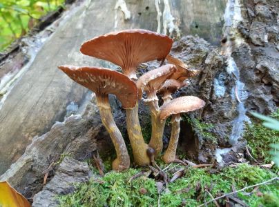 Podpňovka smrekov&aacute; 