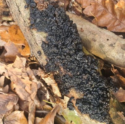 Exidia glandulosa