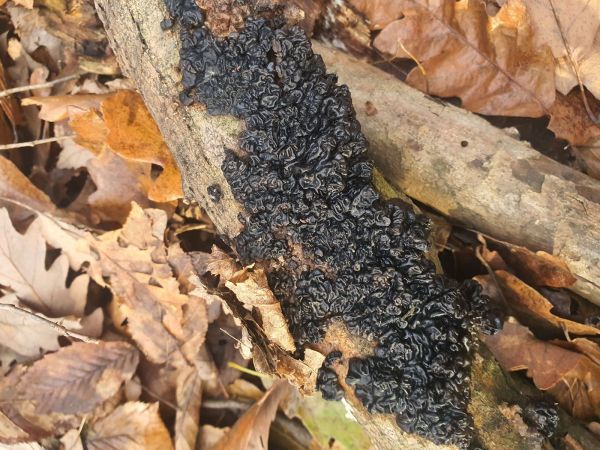 Witches&rsquo;s butter