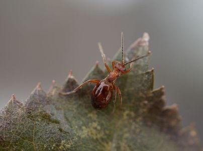 Hrčiarka bezkr&iacute;dla