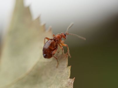 Hrčiarka bezkr&iacute;dla