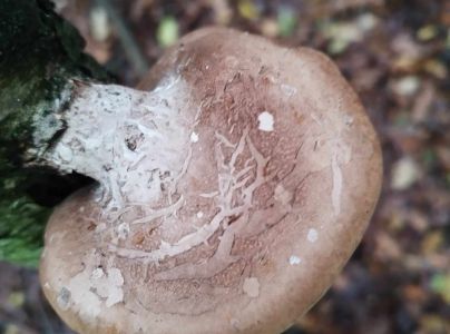 Brezovn&iacute;k obyčajn&yacute;