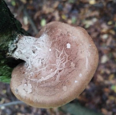 Piptoporus betulinus 