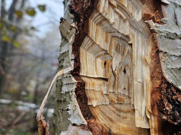 A - This species is not in the database yet