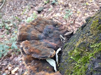 Lesklok&ocirc;rovka ploch&aacute;