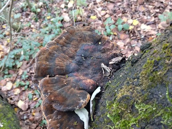 Ganoderma applanatum (= lipsiense)