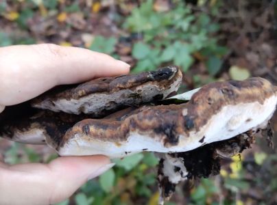 Lesklok&ocirc;rovka ploch&aacute;