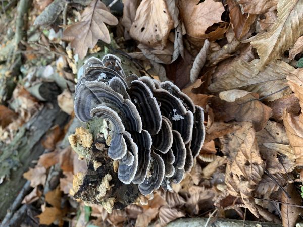 Turkey tail